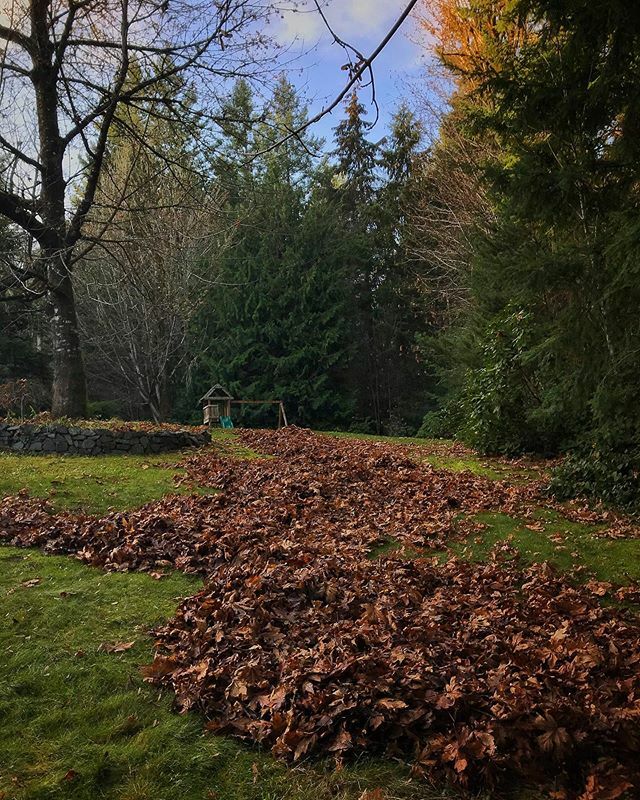 Every Fall I become a part-time leaf-herder. #gigharbor #washington #autumn ift.tt/2pYa8jX