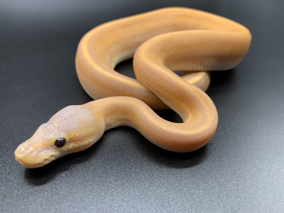 Deureptiles シナモンジェネティックストライプバナナ 全身オレンジゴールドで まるで宝石のようです トウレプ仕様の写真も一緒に 各生体こんなケースで持って行きます 1 0 Cinnamon Geneticstripe Banana Deureptiles Ballpython Snakes Deureptiles シナモンジェネティックストライプバナナ 全身オレンジゴールドで まるで宝石のようです トウレプ仕様の写真も一緒に 各生体こんなケースで持って行きます 1 0 Cinnamon Geneticstripe Banana Deureptiles Ballpython Snakes