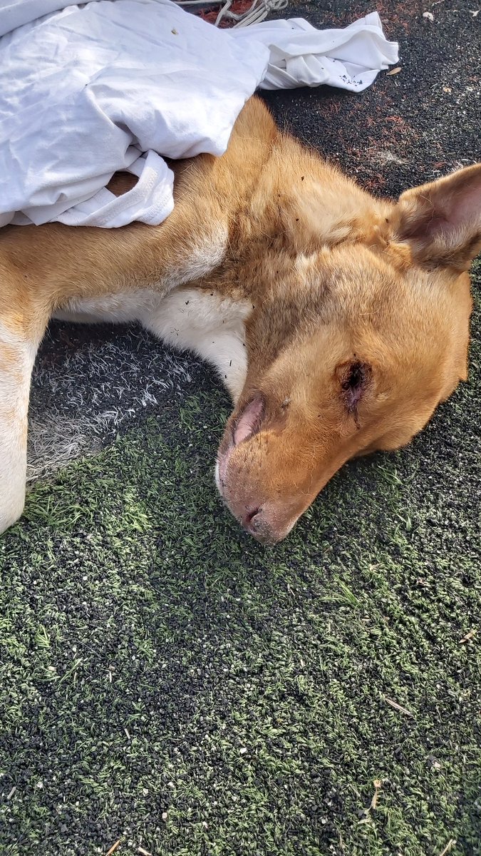 Okulumuzun futbol sahasında iplere takılı bir şekilde bulduk bu köpeği
Yerde baygın halde yatıyor, zor nefes alıyor ve burnu kanıyor
Saatlerdir barınakları arıyoruz ve cevap veren tek bir yetkili yok
#hayvanhakları #adanabüyükşehirbelediyesi
#sokakhayvanları