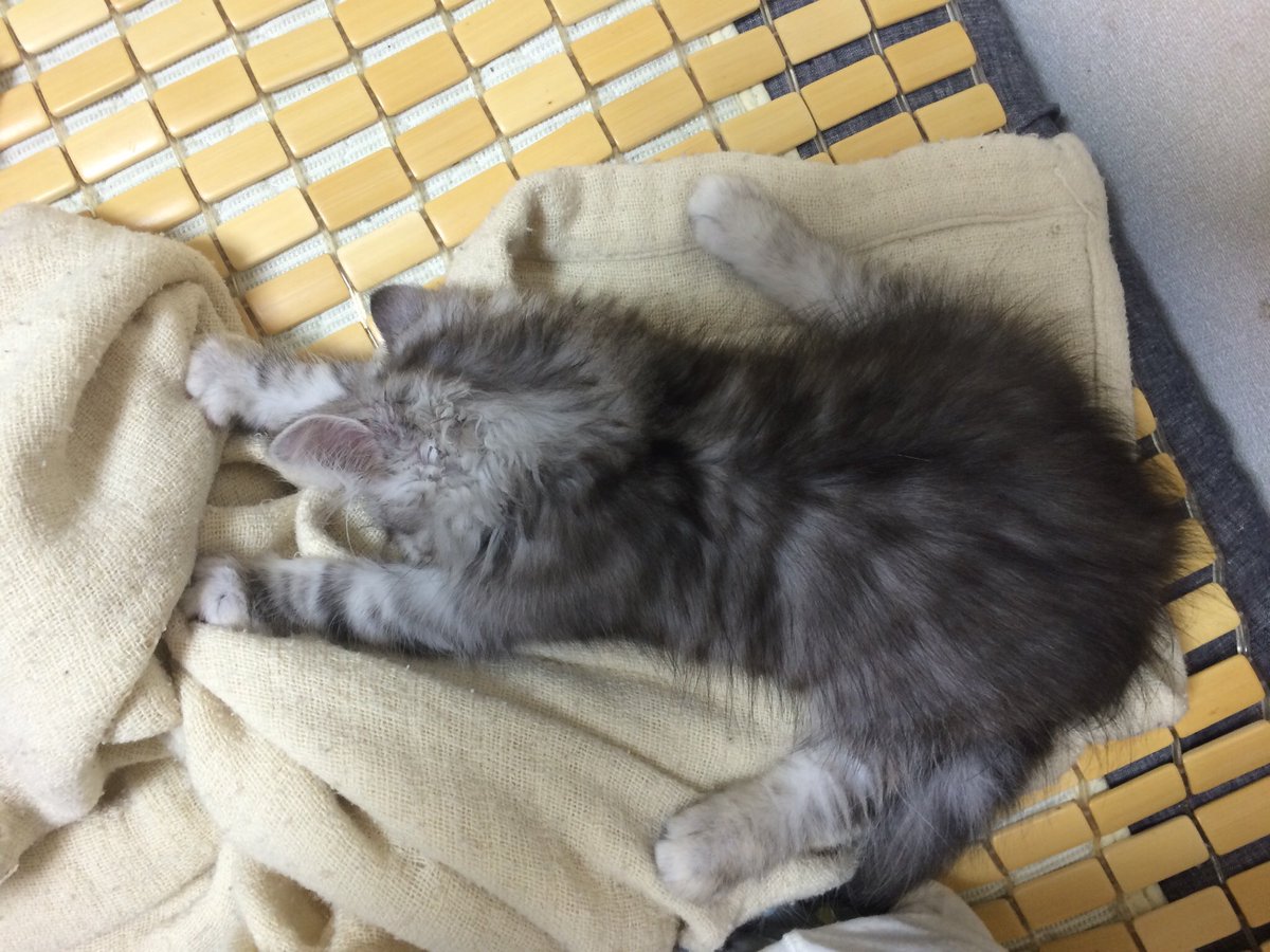 Fgoがメンテのメンテだったねぇ ゚w゚ 黒猫荘の平凡な日常