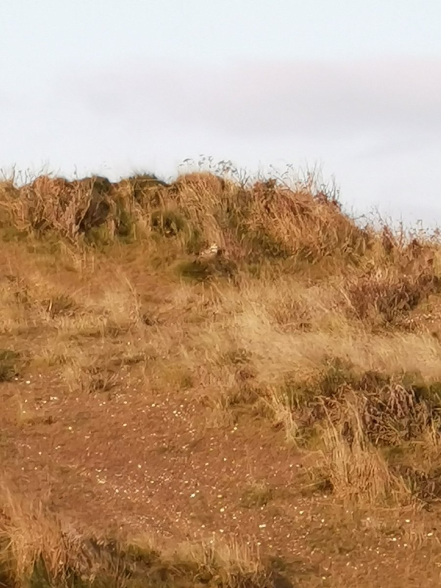 FergalTC's tweet photo. Spot the short-eared owl! @dumbarniegolf
@Ecology1BIGGA
@GT511
@erajvz
@OBSportsGolf
@Troon https://t.co/zJ7AEm0lDH