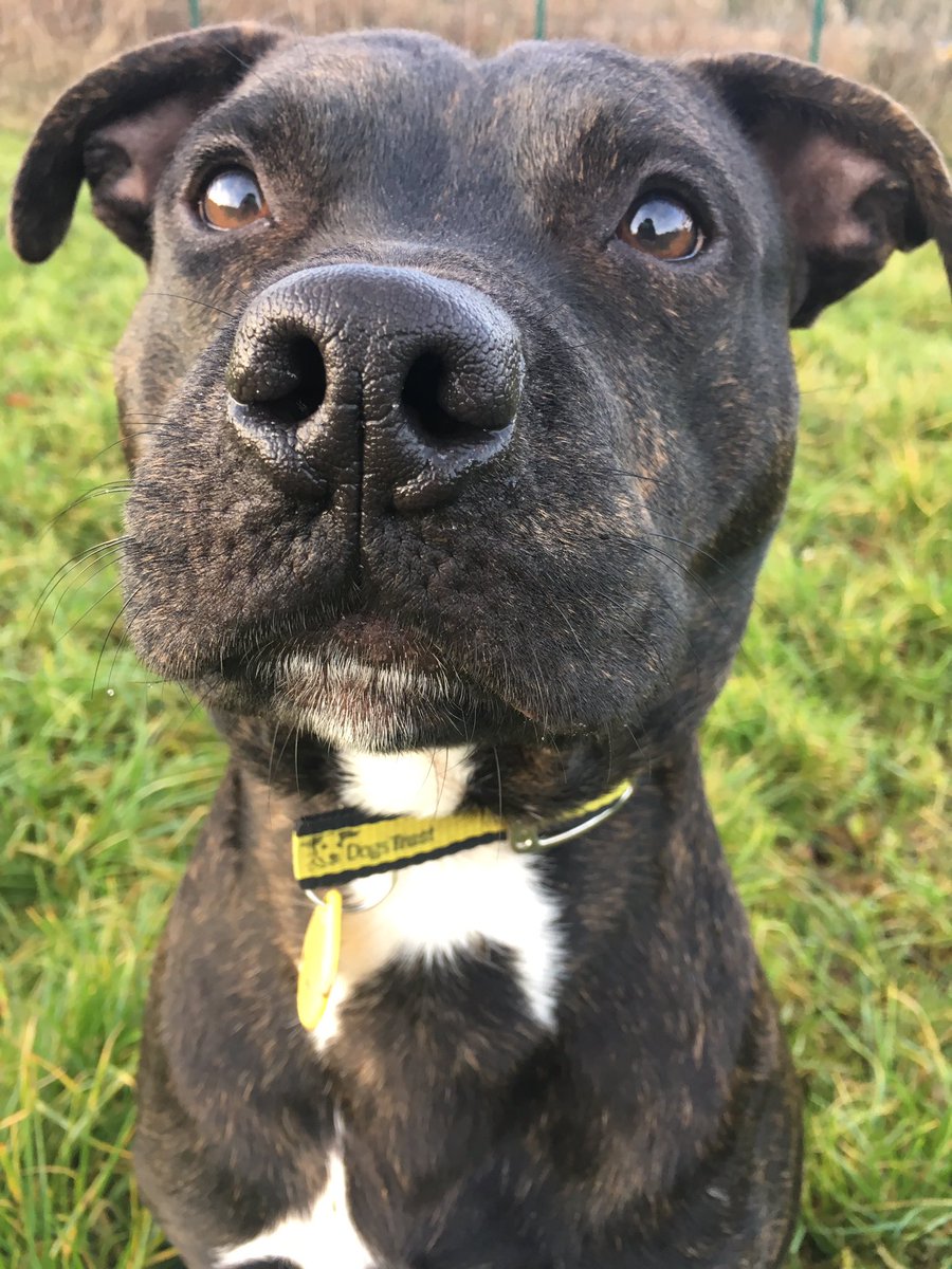DT_WestCalder's tweet photo. Everyone say hello 👋 to Kane! How handsome 🐶 is this boy... of your looking for a dog that likes to ❤️ cuddle, play 🎾 and go for walks 🐾 this is the boy for you! #bestboy #dogstrust #adoptdontshop #rescuedogsrule #scottishdogsoftwitter #scottishdogsofinstagram #handsome https://t.co/gtd97oEAXj