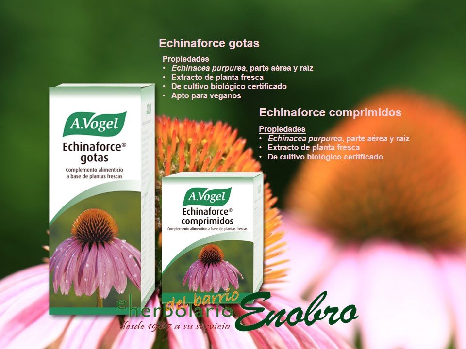 her_enobro's tweet photo. Contribuye a la función adecuada del sistema inmunitario del cuerpo por su contenido en Echinacea purpurea.
#sistemainmunológico #echinacea #fitoterapia #mejornatural #defensas #herbolariodebarrio @AVogelES https://t.co/aj4qGfZ9ez