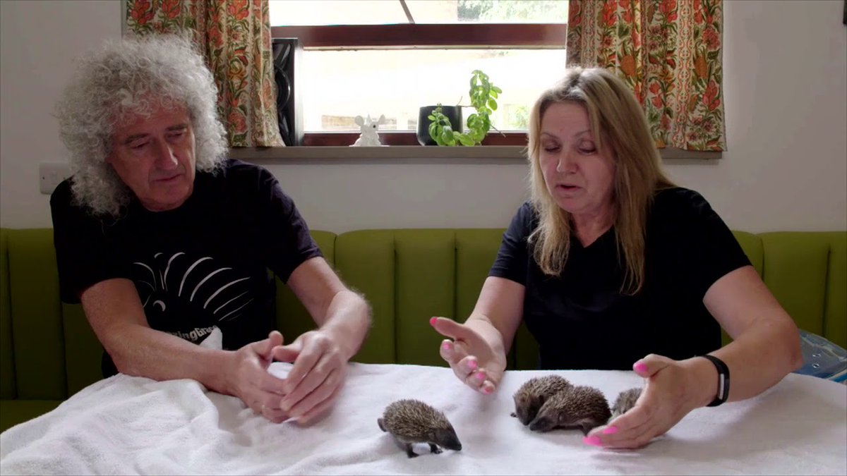 Last Chance to nominate @HAwildlife in the #SEIBGiving by 5pm today! Nominate us here: seib.co.uk/giving

We help over 3000 wild animals including around 800 hedgehogs every year  We can do more with your support #HAWR

Thank you Lots of Love Anne and the HAWR team xx