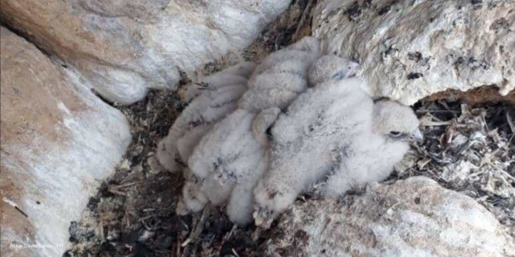 FaunaFloraInt's tweet photo. Numbers of one of the largest falcons in the world are dwindling – but there’s hope yet for these little nestlings: https://t.co/mN1iGnqu2e https://t.co/W6ME6V3qu9