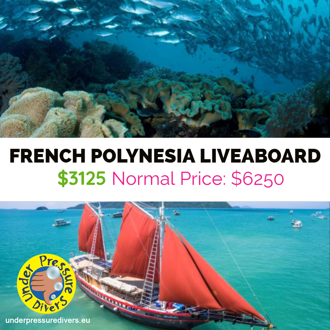 DiversUnder's tweet image. HALF PRICE LIVEABOARDS! 
INFO: underpressuredivers.eu/black-friday-s…
#Maldives #Truk #Thailand #bahamas #followback #scubafollow #scubadiving #PADI #diving #scuba #holidayseason #holidays #adventuretrave #liveaboard  #Travel #Oceans #underwater #TravelTreats #blackfridayfulltip #blackfriday