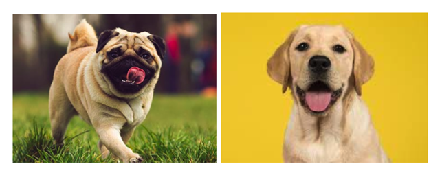 TheOTShow's tweet photo. Come find out what these dogs have to do with the future of medical technologies! @helloaergo @TheOTShow
#medtech #theotshow #occupationaltherapy #disability #designtoempower #posture #wheelchair
#OccupationalTherapy https://t.co/xmpIF9l0X8