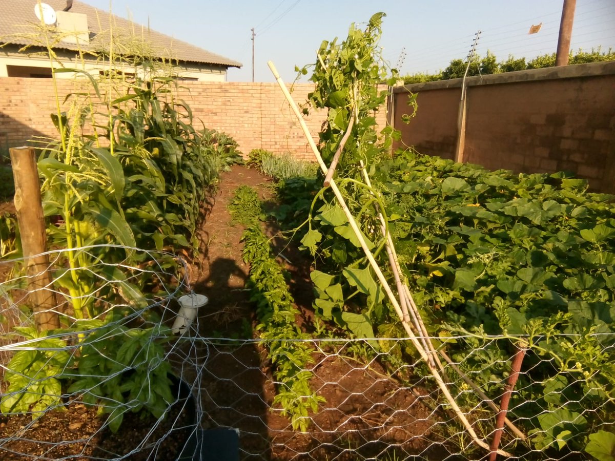 DjokerSA's tweet photo. I'm so proud of my vegetable garden #selfsuficient https://t.co/41f7Fcfs9S