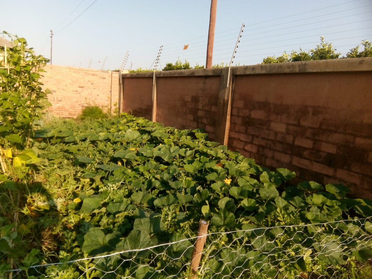 DjokerSA's tweet photo. I'm so proud of my vegetable garden #selfsuficient https://t.co/41f7Fcfs9S