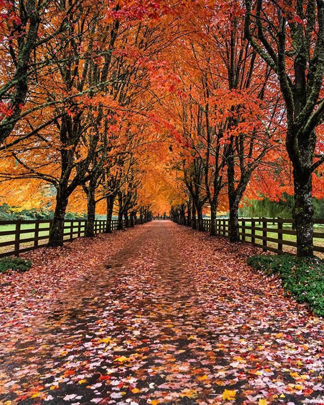 rohit_omanwar's tweet image. Autumn leaves are falling filling up the street; golden colors on the lawn, natures trick or treat 
#endoffall #rockwoodfarm #coloursofautumn #beautifulnature #sonya7III #sony #landscape ift.tt/2OqVdYQ