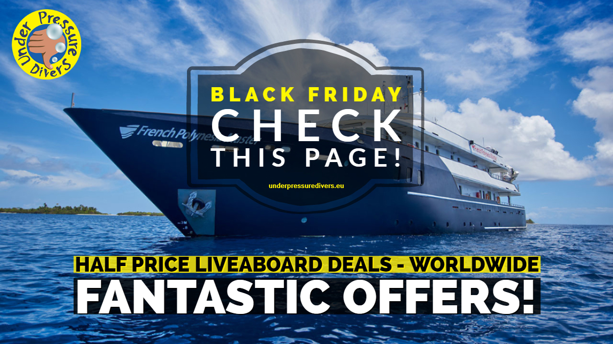 DiversUnder's tweet image. HALF PRICE LIVEABOARDS! #Maldives #Truk #Thailand #bahamas  #scubadiving -#followback #scubafollow #scubadiving #PADI #diving #scuba #coral #holidayseason #holidays #adventuretrave #liveaboard  #Travel #world #Oceans #underwater  #TravelTreats #blackfridayfulltip #blackfriday