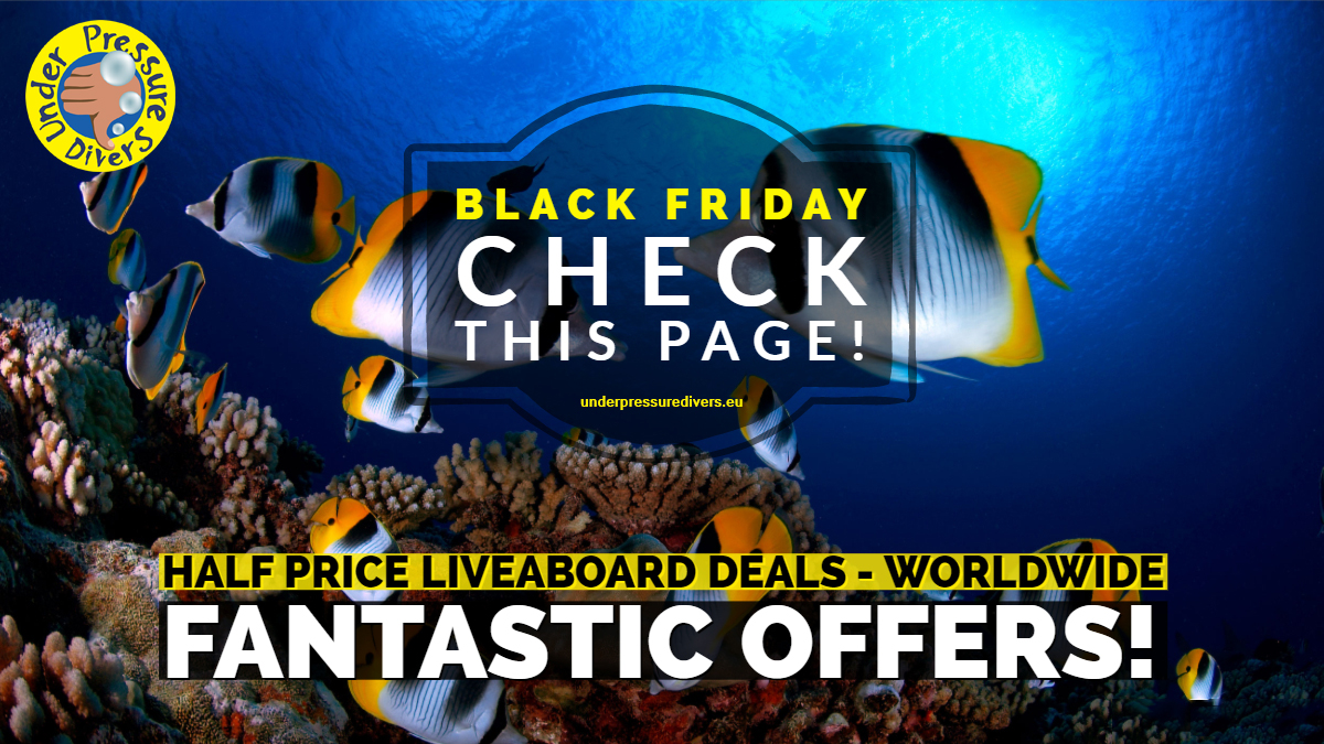 DiversUnder's tweet image. HALF PRICE LIVEABOARDS! #Maldives #Truk #Thailand #bahamas  #scubadiving -#followback #scubafollow #scubadiving #PADI #diving #scuba #coral #holidayseason #holidays #adventuretrave #liveaboard  #Travel #world #Oceans #underwater  #TravelTreats #blackfridayfulltip #blackfriday