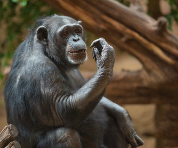 DarCityTours's tweet photo. #Chimpanzee #Trekking, #Gombe #Stream #NationalPark

Destination: Bukoba, Gombe

Duration: 4 days

Tour Price From: $750

Chimpanzee Trekking at the world renown Gombe Stream National Park (home to the ground breaking research of Jane Goodall).

https://t.co/VxVrKGp2B9 #wildlife https://t.co/IgX2MhLcD2