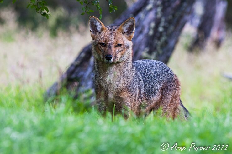 cautiousculpeo's tweet photo. Am I the only one who just has photos of my fursona’s species saved in my phone just to stare at?! #andeanfox #culpeo https://t.co/tXvJN75khi