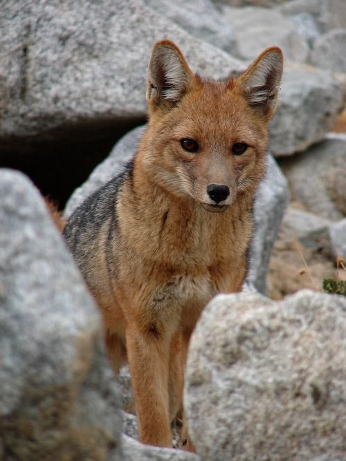cautiousculpeo's tweet photo. Am I the only one who just has photos of my fursona’s species saved in my phone just to stare at?! #andeanfox #culpeo https://t.co/tXvJN75khi