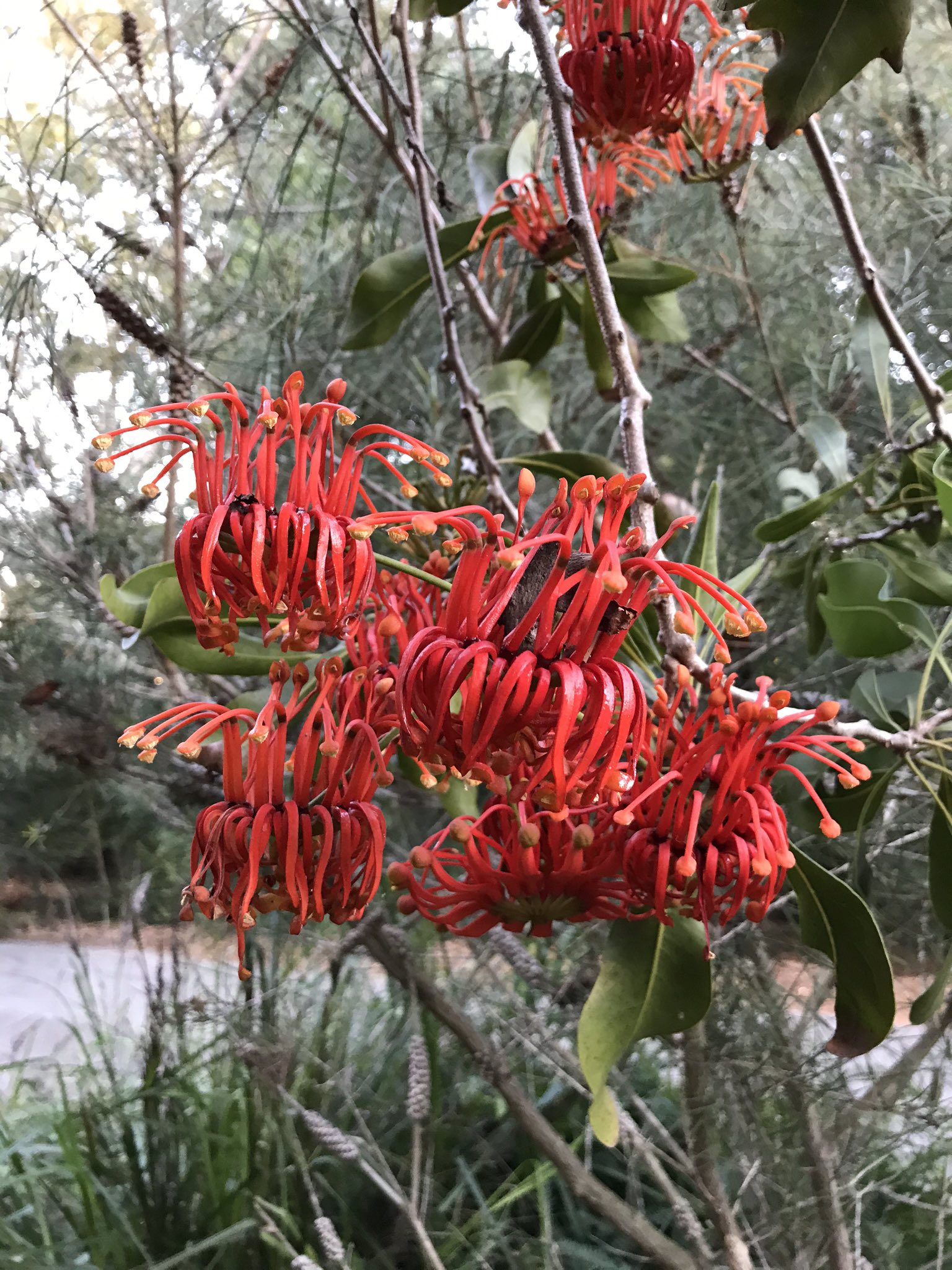 Twitter 上的方舟子 蒂罗花 Telopea 北非仙客来 North African Cyclamen 艳红西番莲 Perfumed Passion Flower 最后那个开紫黑色花的芳香植物不知是什么 圣地亚哥植物园有5千多种来自世界各地的植物 很多是不认得的 T Co Rhj35ulb5j Twitter