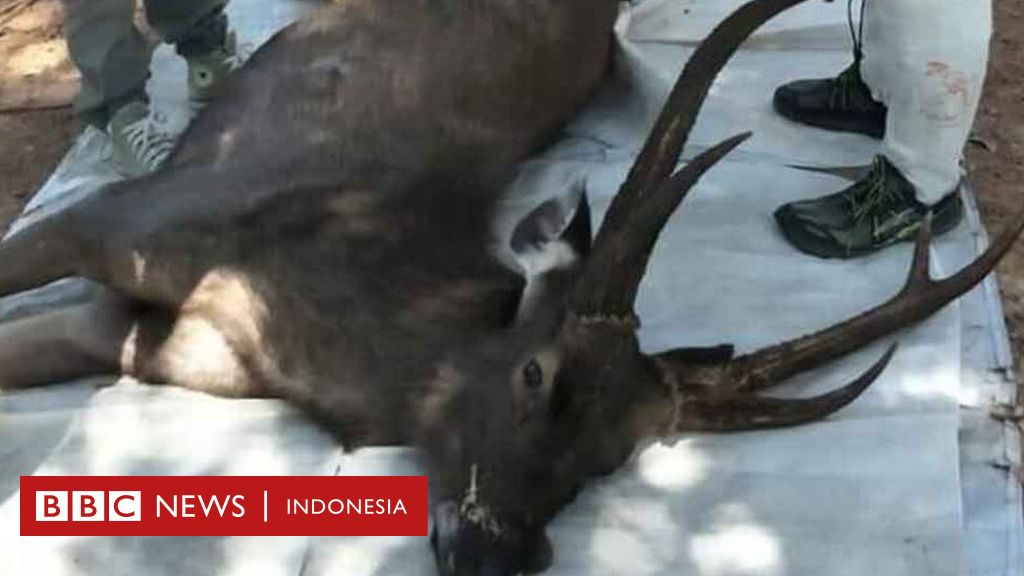 Ada tujuh kilogram sampah di perut rusa mati ini. Ada saset kopi, sarung tangan plastik, bungkus mi instan... dan celana dalam. bbc.in/35EcAez