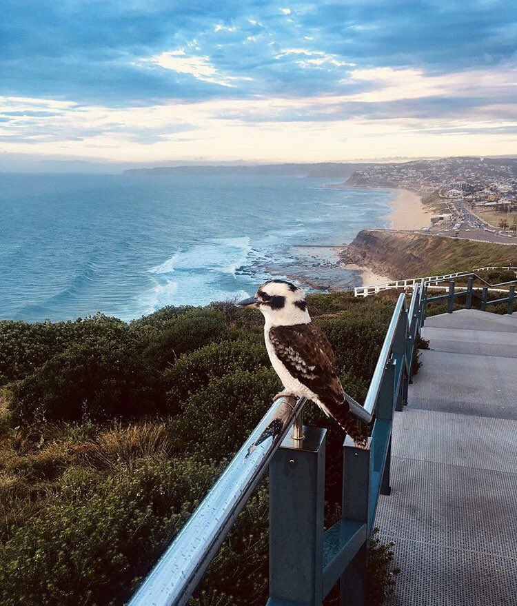 Want to spend your weekdays in the lab 🧪🧫🔬 and your weekends in the water 🌊🏄‍♀️☀️? We have a PhD scholarship available in the PRC for Reproductive Science in #NewcastleNSW supervised by @TessaLord1, @BrettNixon13 and myself. Get in touch for details! Please retweet 🐦