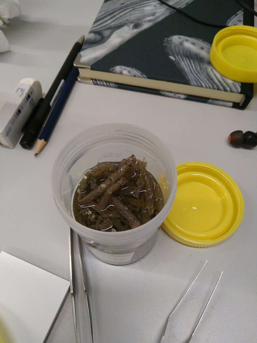 KatBromhall's tweet photo. It has begun: the lab work for our research on the impact of the danish seine on sandy habitats. I find these tubes built of sand by a polychaete quite impressive. I might have changed my mind after 250 samples! #phdlife #sustainablefishing https://t.co/zLFw8jh5II
