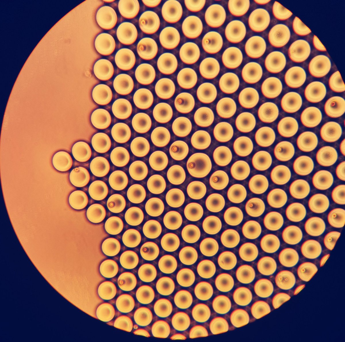 IliasAngelidis's tweet photo. Satisfying picture of a routine @SchillerLab experiment! #ThursdayMorning #dropseq #scRNAseq @Mkg_Lehmann https://t.co/Ac2WK2W0OU
