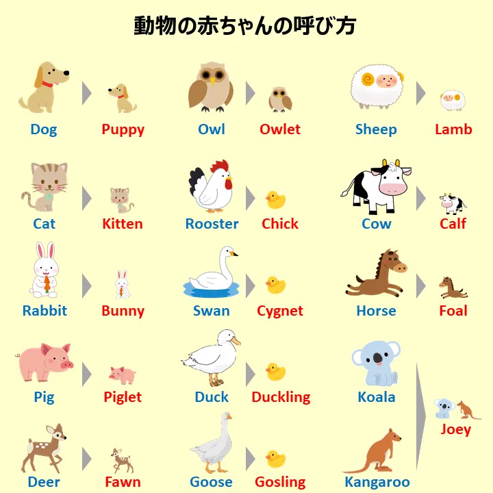 実は呼び方が違う？動物の赤ちゃんの呼び方一覧がこれ！