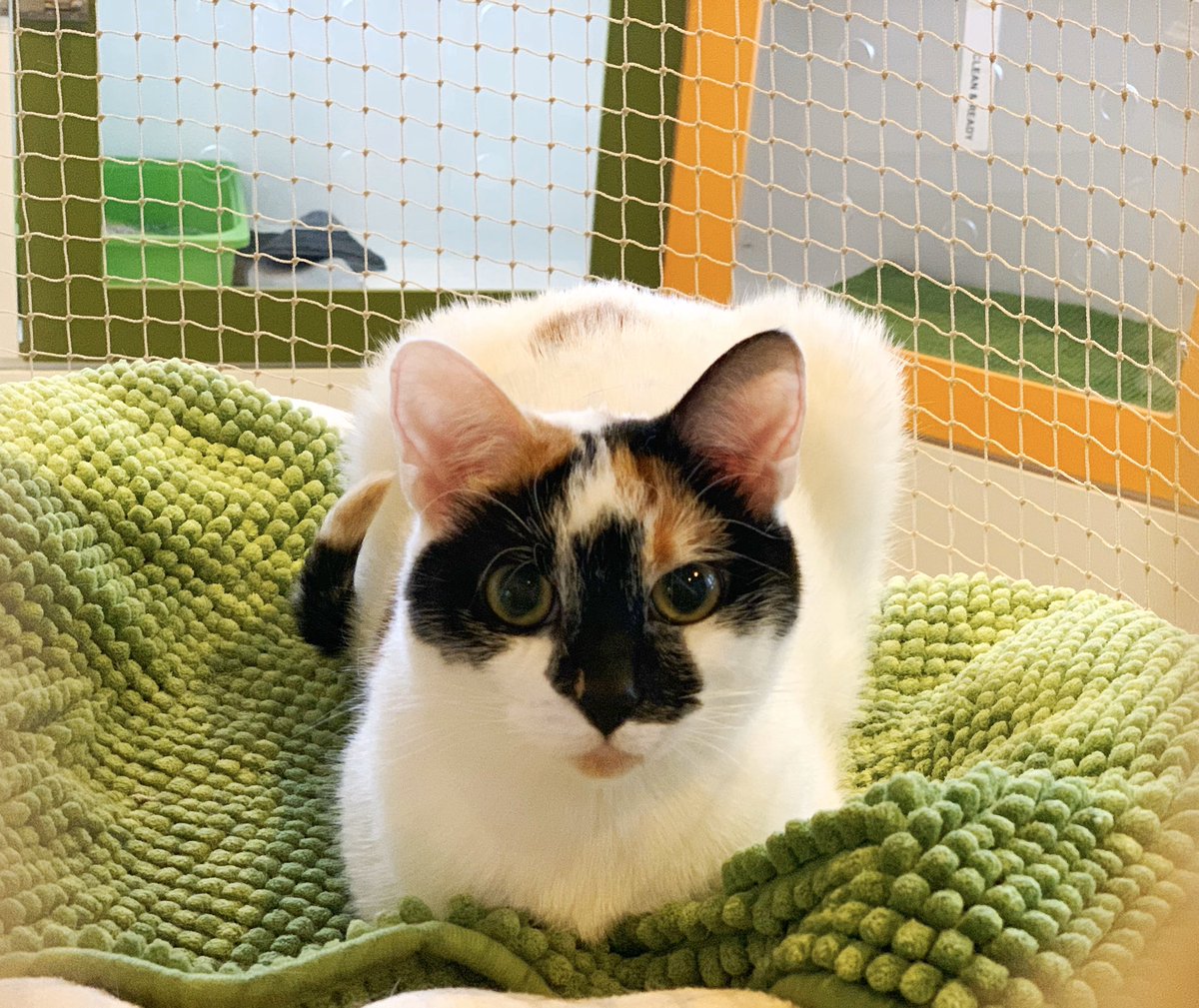 pottspointvet's tweet photo. Cats staying with us are all treated like royalty 👑💕 https://t.co/R54kzICF0O