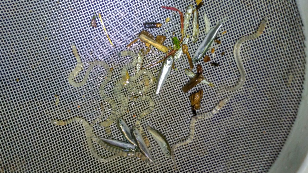 cerm_uvic's tweet photo. Amb estudiants de 1r de Biologia de la @uvic_ucc acompanyem Lluís Zamora, investigador de la Fac. de Ciències de la @univgirona en un mostreig mensual d'angula a la Gola del Ter, en el marc del projecte Interreg SUDOE Sudoang. Un espectacle, tot i que l'angula va de baixa... https://t.co/LVyEX8ZvRr