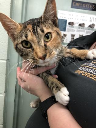 PeterAskin1's tweet photo. Sweet torbie kitty "Trinity" (A43174910) in #GastonCountyNC needs rescue! She is anemic & has suspected IMHA This beautiful girl wants home for the holidays! Adopt! Pledge for rescue! URGENT!
https://t.co/Kl0u4sYGsJ https://t.co/smlXFrgzD3