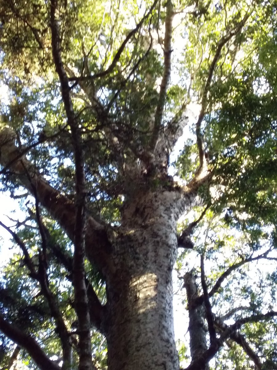 KBerkenbusch's tweet photo. Still going strong in parts of Nz. #stopkauridieback https://t.co/KlQQvf9VIx