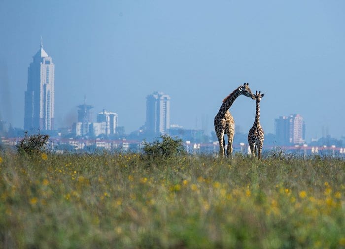 kenyapics's tweet photo. Welcome to the safari capital of the world. Nairobi City. Photos by @UpdatesSafari https://t.co/cc2EjtPwjq