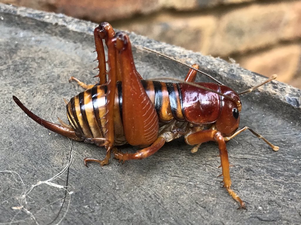 This little bugger kept me awake the whole night. And still refused a rescue attempt by holding onto the tissue for dear life for several hours! #parktownprawn