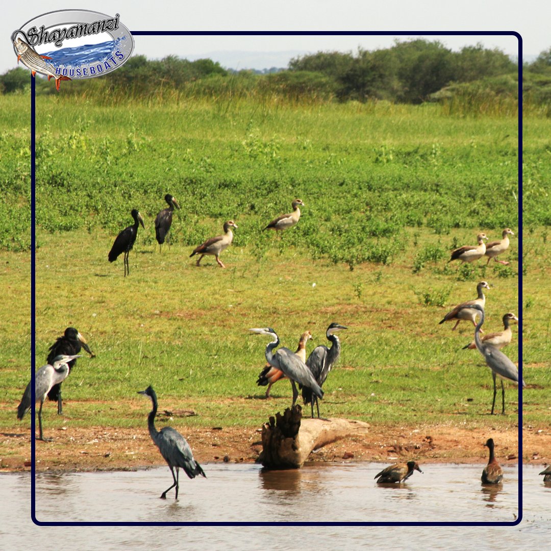 ShayamanziSA's tweet photo. With over 350 #birdspecies around #lakeJozini. 🐦👓⁠
It’s a #birdwatchers #paradise! So grab those #binoculars and #camera and get #ready ready for a #birdwatching #experience like no other! ⁠
⁠
Visit: https://t.co/fZGVODCZe1⁠
⁠
#shayamanzi #houseboat #southafrica #holiday https://t.co/HfqhC3sauP