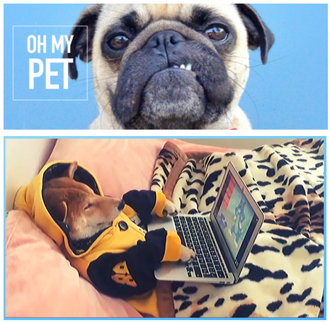 novocomedy's tweet photo. #OhMyPet ! A UGC video format where you'll see the funniest and most touching animal videos collection, watch them do tricks or trying to do tricks, it is fun, hilarious, educative &amp; it is available for distribution to broadcast
Please click to view : https://t.co/SEkMkXOl2i https://t.co/3UEfinpxSM
