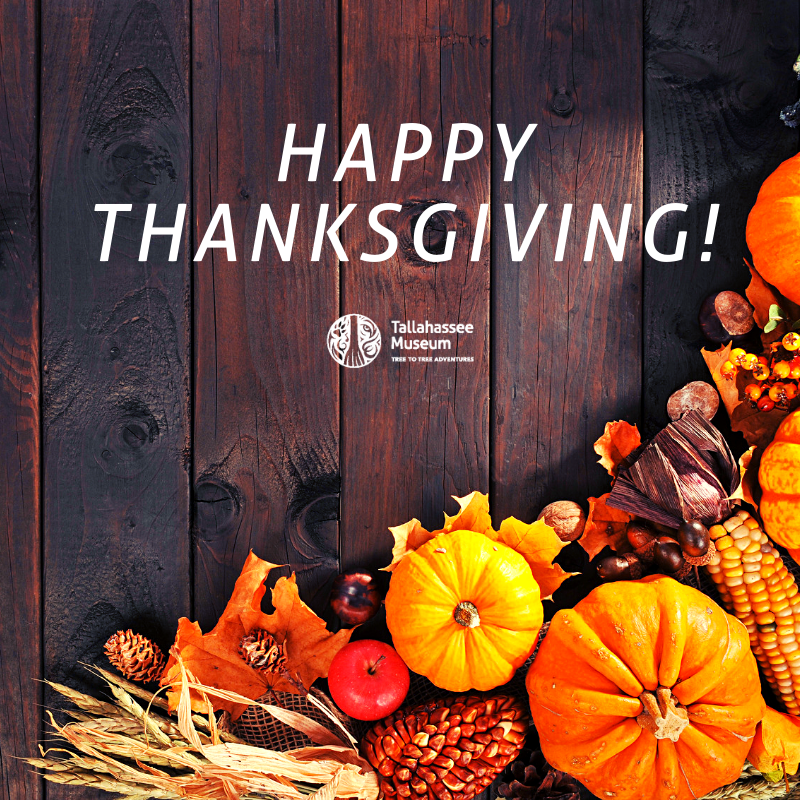 Happy Thanksgiving from the Tallahassee Museum! 

We will be closed today, but will reopen tomorrow for normal business hours:

9 am – 5 pm: Monday - Saturday

11 am – 5 pm: Sunday
