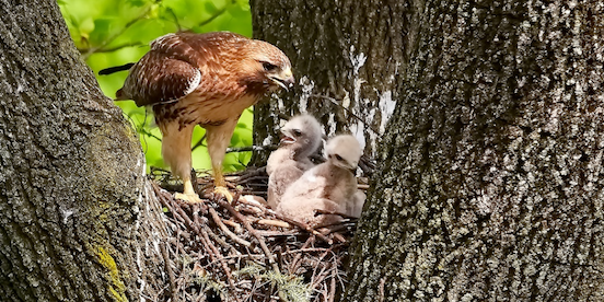 Eagle Systems tweet media