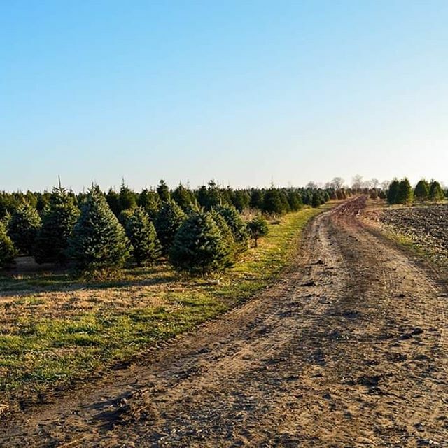 pineyacresfarm's tweet photo. Happy Thanksgiving, friends! See you tomorrow! We open at 10 a.m.! #keepitreal https://t.co/FXmI9NxKJG