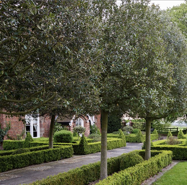 Hello friends &amp; followers! Today’s #NationalTreeWeek ft our #QuercusIlex (also know as Holm Oak). Their wood has been used since ancient times to construct the likes of pillars, tools and wagons to wine casks 🌳 here we enjoy the sound a breeze makes through their leaves 🍃