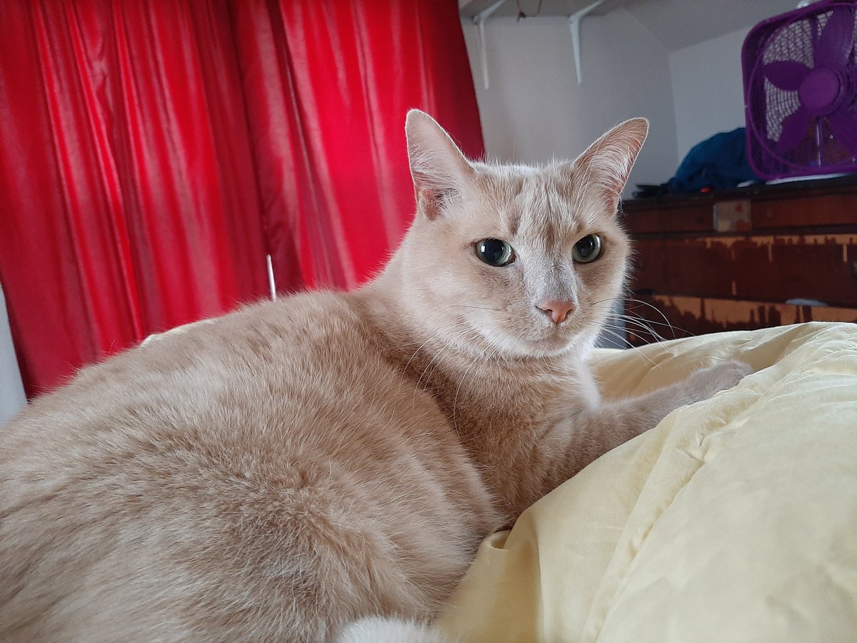 Big cat