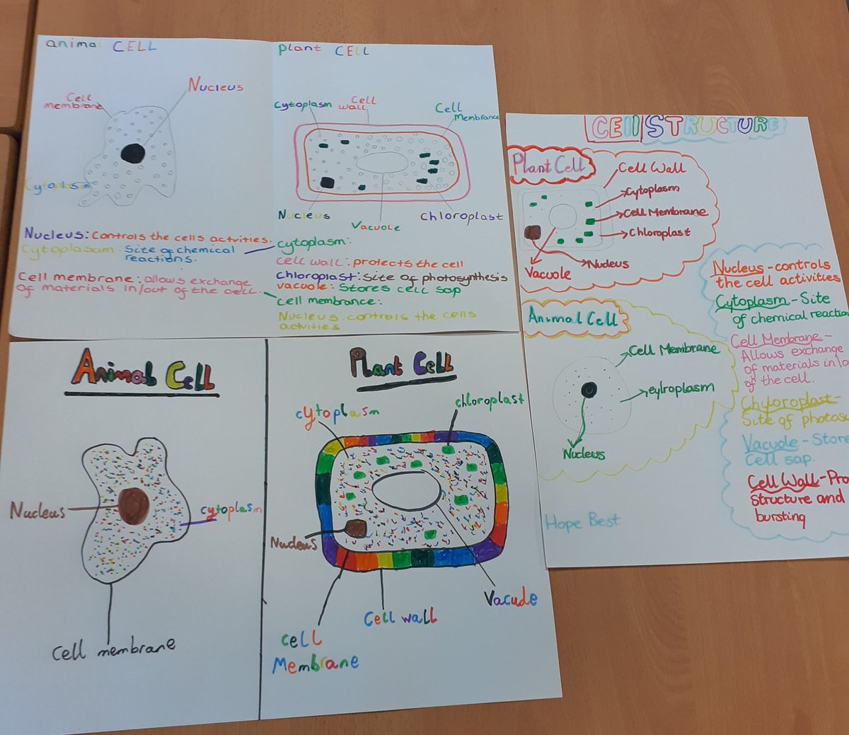 missmeechansci's tweet image. Comparing Animal &amp;amp; Plant Cells With My S1 Biology This Afternoon 👍 #strathpgde #studentteacher #learningactivity