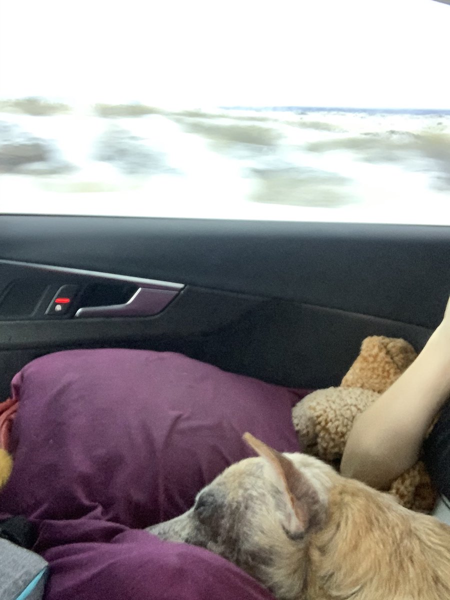 ChasingDatCat's tweet photo. @Nathan_Bronson Sleeping in New Mexico.... https://t.co/aowlQ2uaCO