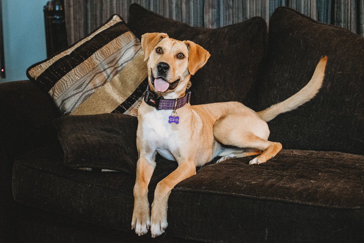 FurRSQ's tweet photo. Molly Ringwald has been loved by a few different people but is still waiting to find her forever happy-ever-after. 
She's medium/high energy but is has mastered sit, at least for a few minutes. If you're looking for a fun-loving adventure buddy, Molly's your girl! https://t.co/ZGgEQcCDhe