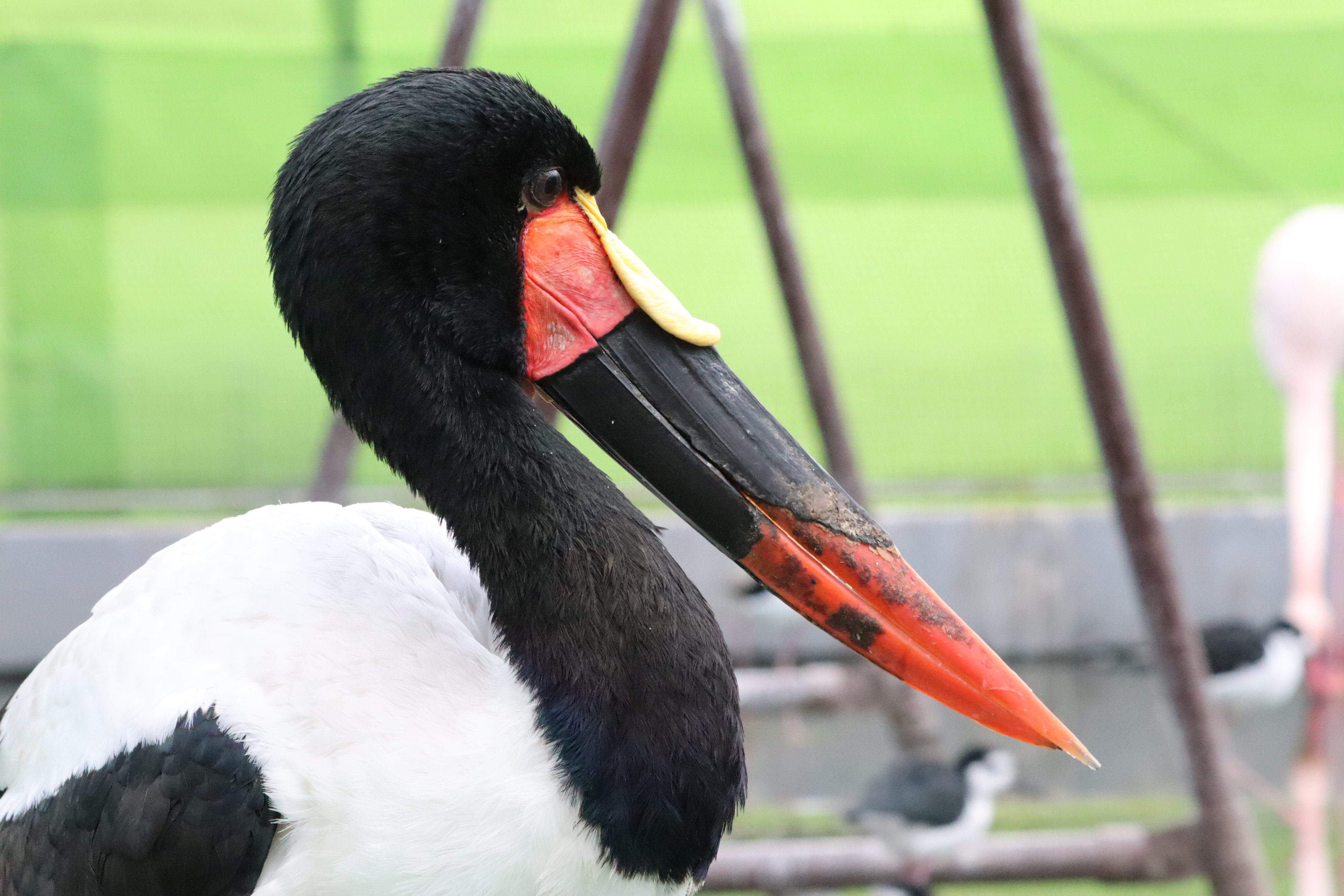 塩ら めん ふたば ハシビロコウ 掛川花鳥園 かわいい系ハシビロコウと言われているkkeのアイドル 担当飼育員さんが6名いるが男性飼育員さんの方が好みらしい 好きな飼育員さんが来るとクラッタリングが見られるので必見 エサはニジマスよりコイ派