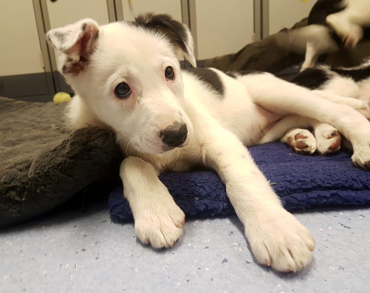 DT_Ballymena's tweet photo. Ballymena is appealing for a loving home for a Border Collie puppy who was born deaf. Meg is a very clever puppy who is looking for a special home, potential adopters will work with the team to teach her sign language 👍 #adoptme #adifl #bordercollie #deafpuppy https://t.co/RijpBhm10u