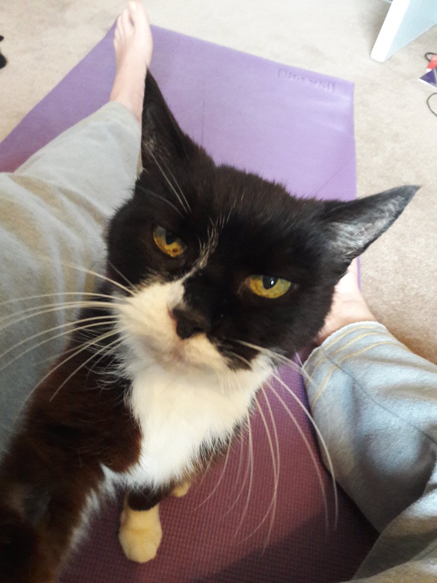 <a href="/LibbyPageWrites/">Libby Page</a> I'll have to try that one! I use <a href="/fightmasteryoga/">Fightmaster Yoga</a> videos on youtube for my exercise between writing tasks - I like how easily I can find a video of X minutes to fit into my timetable. I just adopted this dear old lady who wanted to join in with me yesterday! #yoga #cat