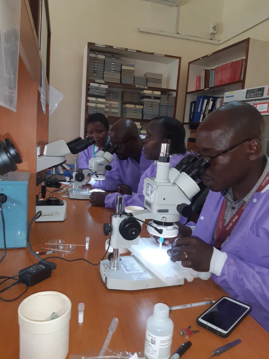 AlliKnowAreBugs's tweet photo. Mosquito and Sand Fly Identification Clinic. My team were awesome and it was fun for me to ID and see for the first time a few African species. #Motherland #Kenya #Entomologist #VectorDiseases #Skeeters #Flies #HappyPlace https://t.co/CDv7npIXli