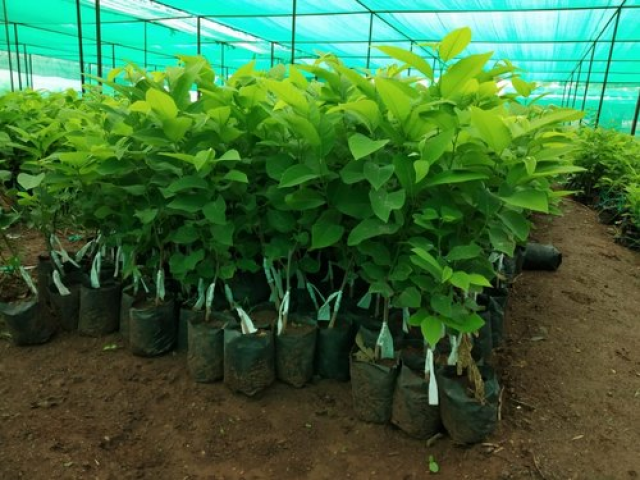 Agribazaarco's tweet photo. Custard Apple V.V.Nagar
https://t.co/6LejGT4kJD https://t.co/3MtpagGlvA