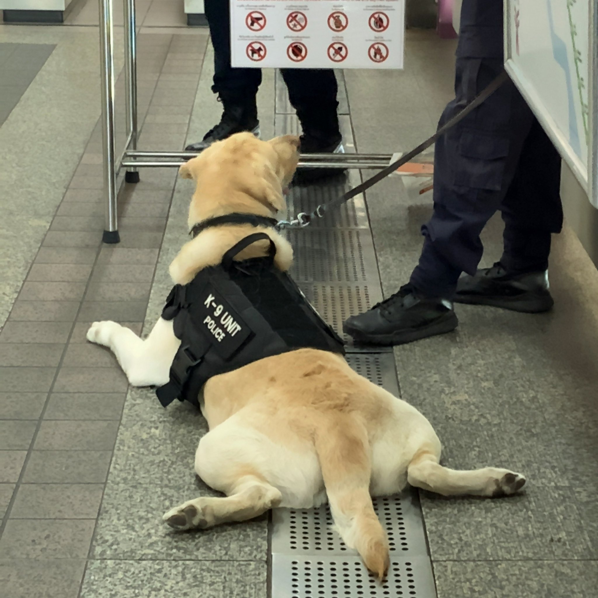 うなぎどん そういえば Aseanの時にタイの警察犬初めて見た 後ろ足可愛い けど全然警戒中に見えない リラックスポーズ笑 バンコク Bangkok T Co Cyafyv2yn5 Twitter