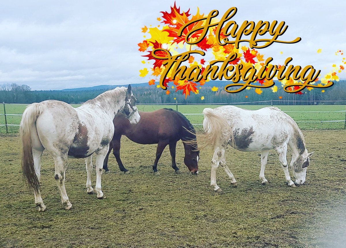 PerformanceVF's tweet image. 🦃Happy Thanksgiving!🦃
Only dirty horses are happy horses... Happy Thanksgiving from "Dirt Man" and "Snow Dirt".

#toowarmfortheseason #dirtyhorseshappyhorses #likebrotherlikesister #Thanksgiving