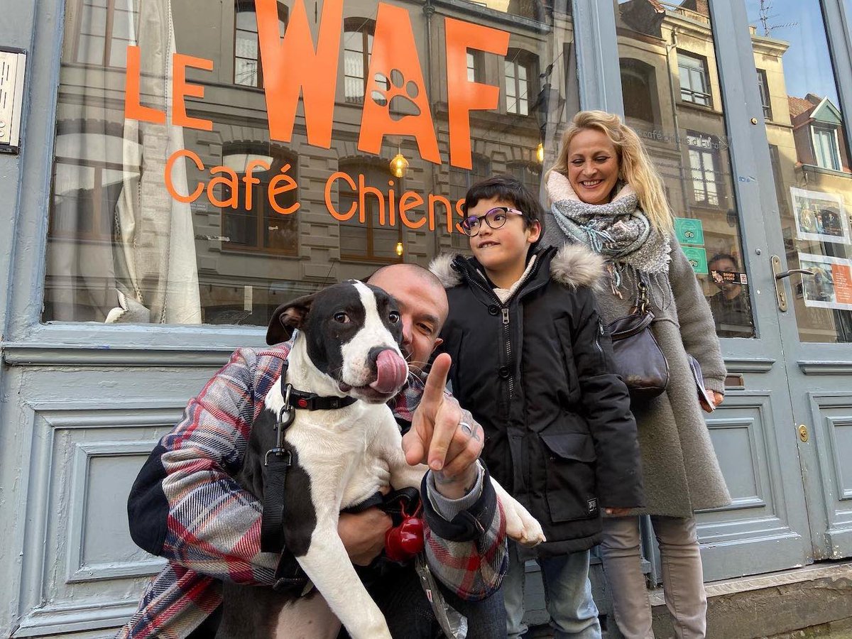 GossipRoomOff's tweet photo. À Lille, le café nommé "Le WAF" recueille les chiens abandonnés pour qu’ils soient ensuite adoptés par leurs clients. Une merveilleuse initiative qui a le mérite d’être soulignée 🐶❤️ https://t.co/7YPu7KCd0c