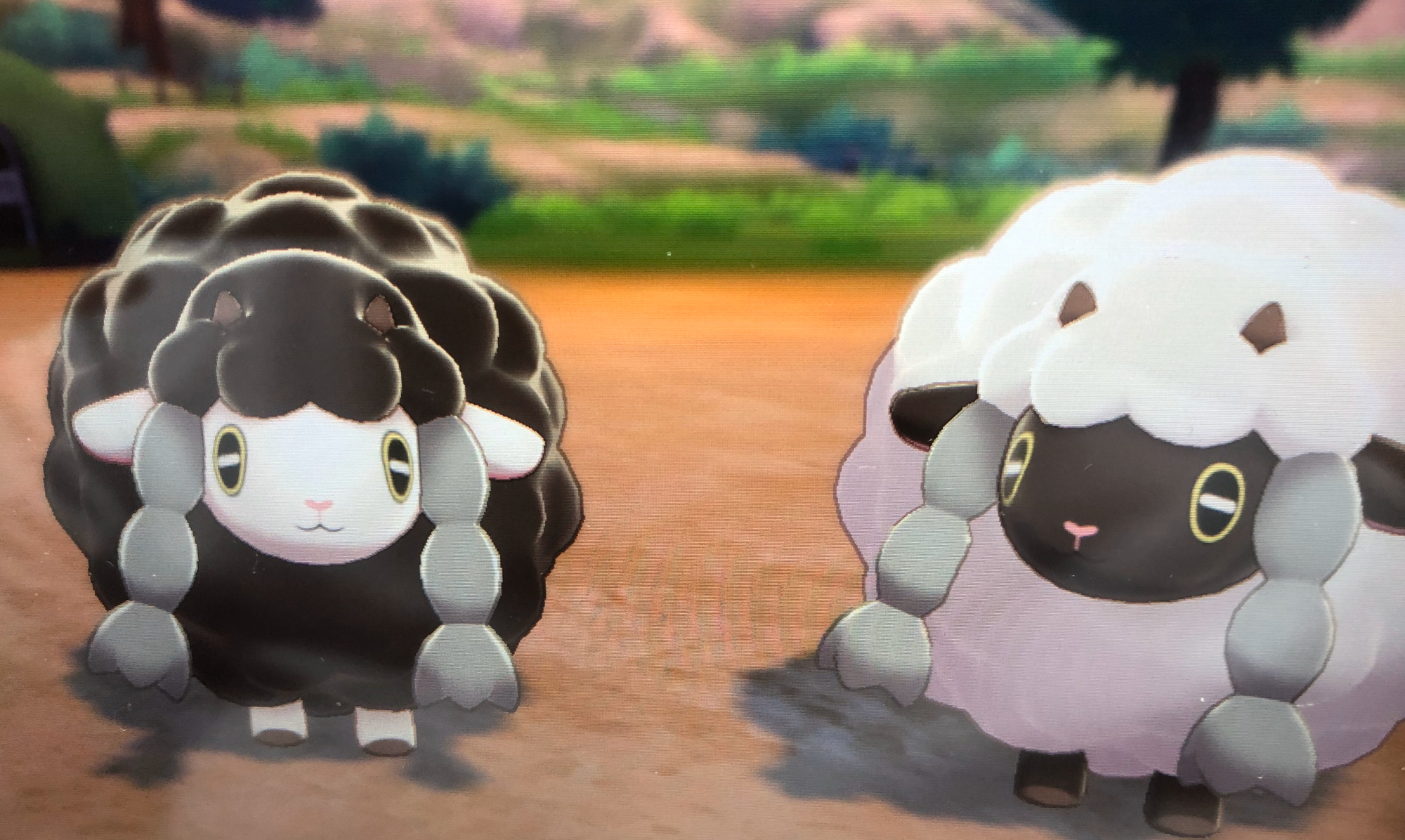 Lu4ne در توییتر かわゆい 今日一ベストショット ポケモン剣盾 色違い ウールー